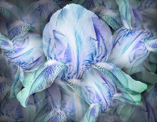 Obraz premium Flowers blue irises. Floral background. Petals irises. Close-up. Nature.