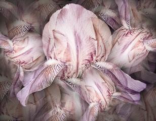 Flowers  light purple irises. Floral vintage background. Petals irises.   Close-up. Nature.