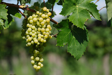 A bunch of yellow grapes on a branch. Vine of grapes in the vineyard. Italian vineyards. Harvest Italian grapes for wine. Grape berries close-up.