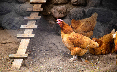 A domestic hen laying hen with an open beak coughs in the henhouse. Wake up and panic morning alarm concept