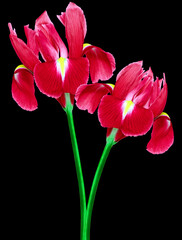 Red irisis  flowers  on black isolated background with clipping path. Closeup. For design. Nature.
