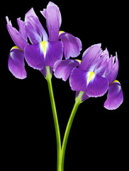 Purple irisis  flowers  on black isolated background with clipping path. Closeup. For design. Nature.
