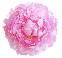 Pink peony flower  on white isolated background with clipping path. Closeup. For design. Nature. © nadezhda F