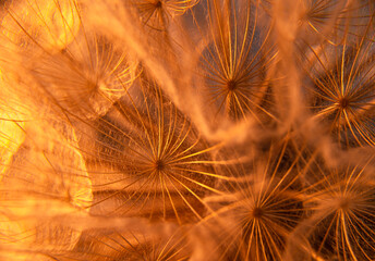 Abstract macro photo of dandelion seeds. Orange background. Shallow focus.