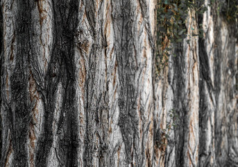 poplar bark close up. row of poplars.