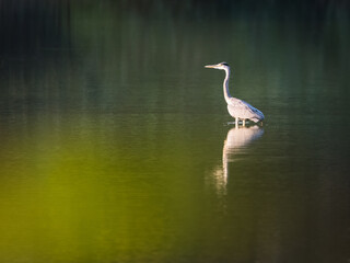  Close Up Profile of a Great Blue Heron in Breeding Plumage Against Water