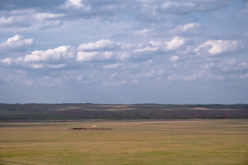 Yellow steppe with clouds and grazing horses on background. Countryside nature. Countryside landscape. Nature landscape background. Nature of Kazakhstan.