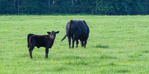 Ag banner - Angus calf and bull in green pasture © jackienix