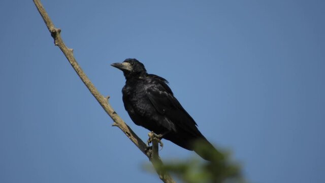 a lonely big bird - a black rook sits on a dry branch against the blue sky on a sunny day. The wind flutters the feathers.