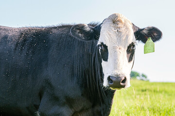 Black baldy mature cow close up
