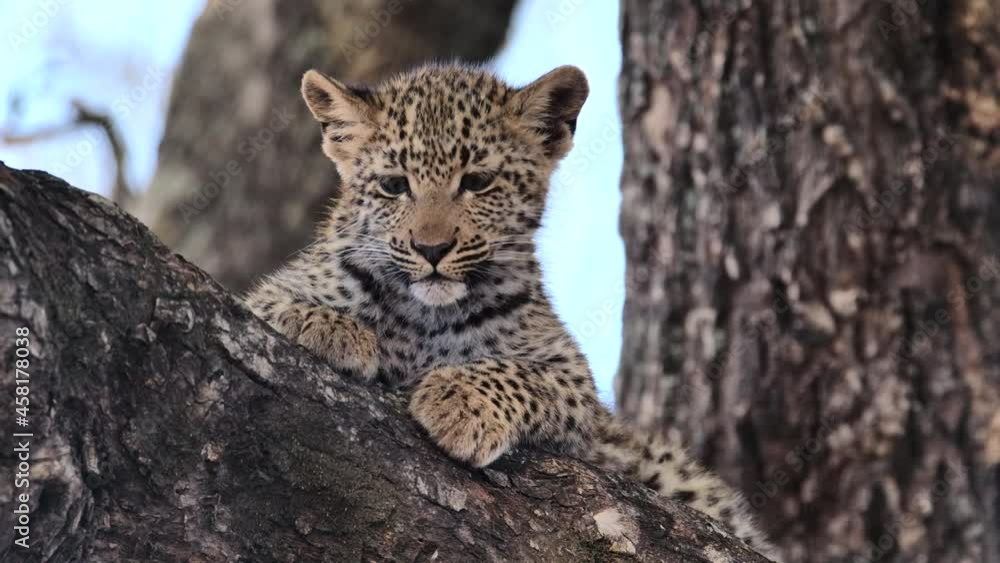 Poster medium closeup of a cute leopard cub relaxing up in a tree, greater kruger.