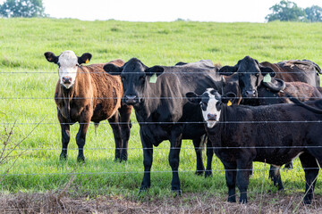 Group of commercial beef cows looking at camera behind barbed wire fence
