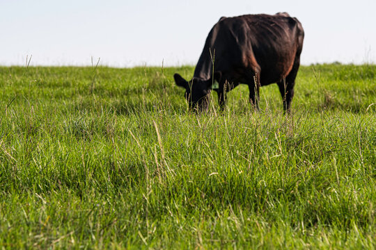 Focus on lush grasses with cow out-of-focus in background