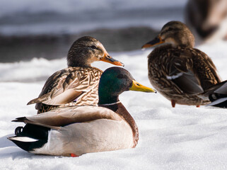 Ducks lounge on the snowy bank of a lake in the late afternoon light.