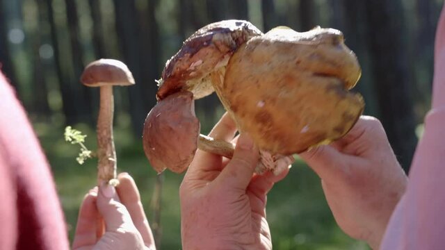 Woman harvesting bolete mushrooms in a forest then analyzing it