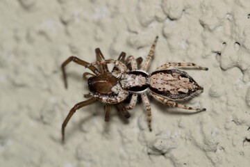 Grey Wall Jumper (Menemerus Bivittatus) female has caught another spider as prey and feeds on it. Pantropical species found in the Southern USA.