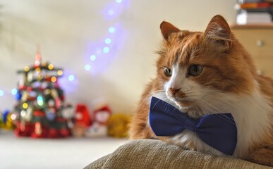 cat with blue bow tie Christmas holiday