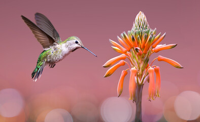 Hummingbird hovering close to Aloe Vera Plant