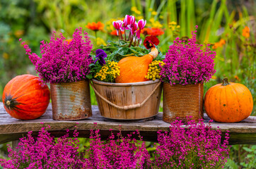 Autumn garden decorations. Pumpkins and heathers on a wooden bench in the garden.