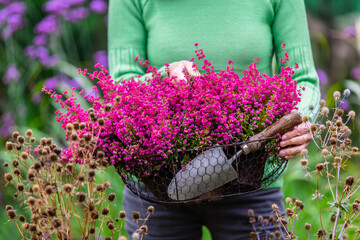 Planting flowers in garden. A woman holding a basket of Erica Heather plants.