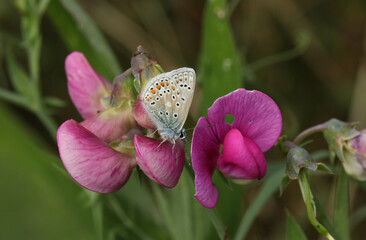 A Common Blue Butterfly, Polyommatus icarus, resting on a flowering Wild Sweet Pea, Lathyrus...