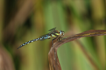 A male Migrant Hawker Dragonfly, Aeshna mixta, perching on a reed at the edge of a river in the UK.	