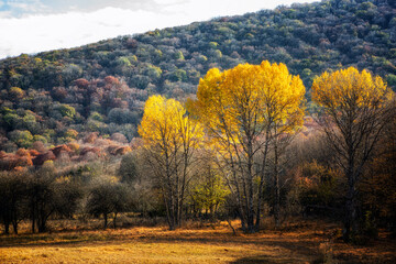 Aspen trees with yellowed leaves are scattered on a field in the mountains.