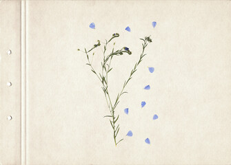 Scan of a pressed and dried flower with blue petals. Vintage herbarium background on a sheet of old vintage paper. Composition of the grass with blue flowers on a sheet of brown aged paper.