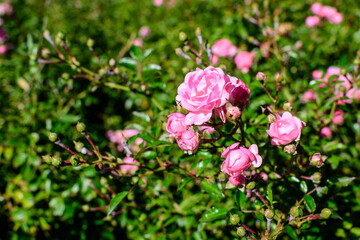 Large bush with many delicate fresh vivid pink magenta roses and green leaves in a garden in a sunny summer day, beautiful outdoor floral background photographed with soft focus.