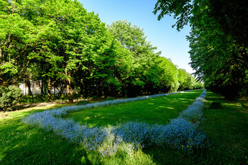 Landscape with green trees, leaves and grass and many small blue forget me not or Scorpion grasses flowers in a sunny day at the entry to Cismigiu Garden (Gradina Cismigiu) in Bucharest, Romania .