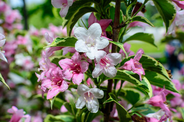 Fototapeta na wymiar Close up of vivid pink and white Weigela florida plant with flowers in full bloom in a garden in a sunny spring day, beautiful outdoor floral background photographed with soft focus.
