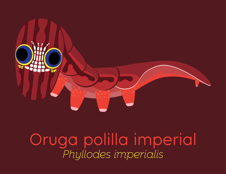 Oruga Calavera, Ilustraci&oacute;n de una hermosa oruga con una inusual mascara de cr&aacute;neo colorida.