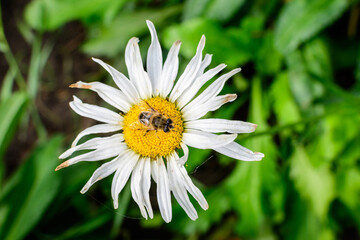 Close up of one large white Leucanthemum vulgare flower known as ox - eye daisy, oxeye daisy or dog daisy in a sunny summer garden, fresh natural outdoor and floral background.