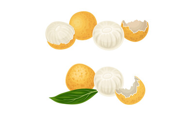 Ripe longan fruit set. Whole and sliced tropical fruit vector illustration