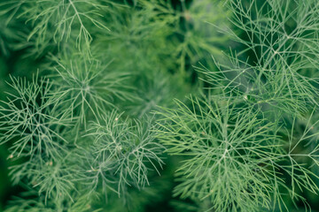 Partially blurred background image of green sprigs of dill growing in vegetable garden. Top view, copy space