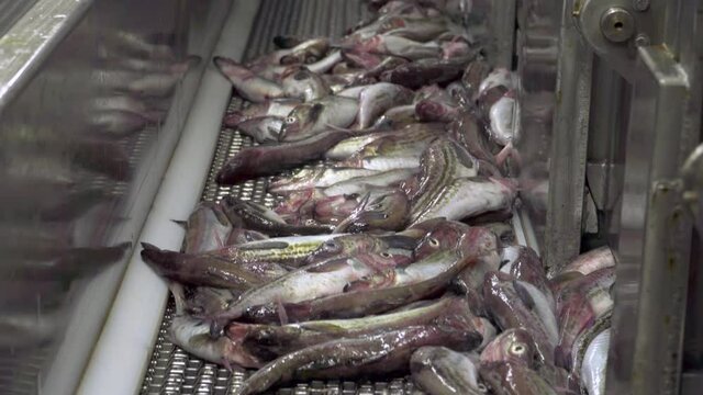 Fish factory on a fishing vessel. Close-up. Freshly caught pollock fish goes along the conveyor for processing. Lots of fresh fish in the fish factory.