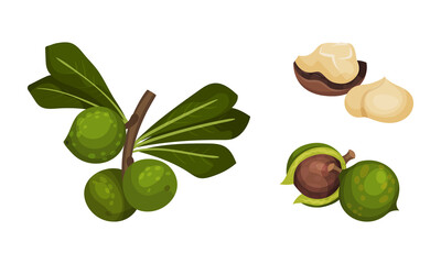 Macadamia nuts with green leaves set. Unpeeled and peeled kernels, organic natural healthy product vector illustration