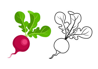 Radish color cartoon illustration and outline. Vector root vegetable icon.