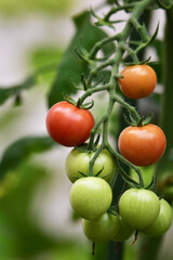 プランターのミニトマト