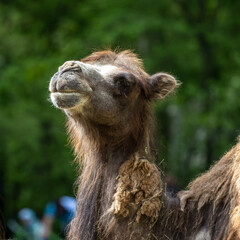 Bactrian camel, Camelus bactrianus in a german park