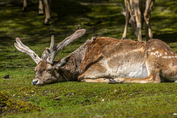 The fallow deer, Dama mesopotamica is a ruminant mammal