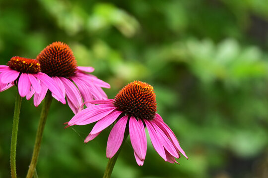 多年草images Browse 18 210 Stock Photos Vectors And Video Adobe Stock