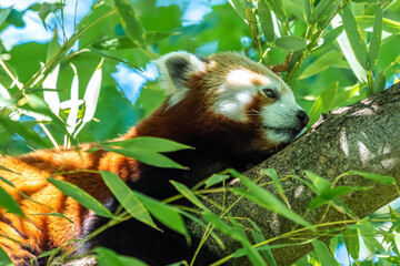 The red panda, Ailurus fulgens, also called the lesser panda.