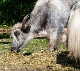 The domestic Yak, Bos mutus grunniens in a park