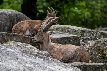 Male mountain ibex or capra ibex on a rock