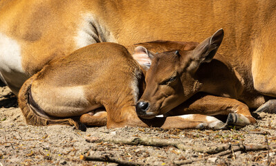 Banteng, Bos javanicus or Red Bull is a type of wild cattle.