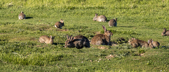 European rabbit, Common rabbit, Oryctolagus cuniculus sitting on a meadow at Munich