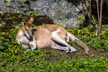 The agile wallaby, Macropus agilis also known as the sandy wallaby