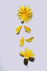 Fototapeta premium Isolated frangipani flower on white background