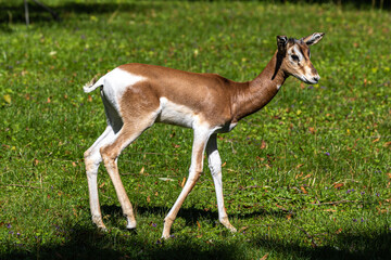 Dama gazelle, Gazella dama mhorr or mhorr gazelle is a species of gazelle